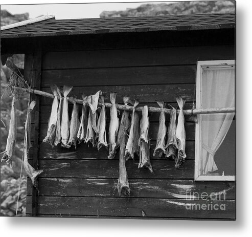 Fish Metal Print featuring the photograph Dried Cod on a Line by Heiko Koehrer-Wagner