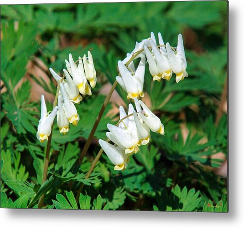 Spring Metal Print featuring the photograph Dutchmans Breeches DSPF055 by Gerry Gantt