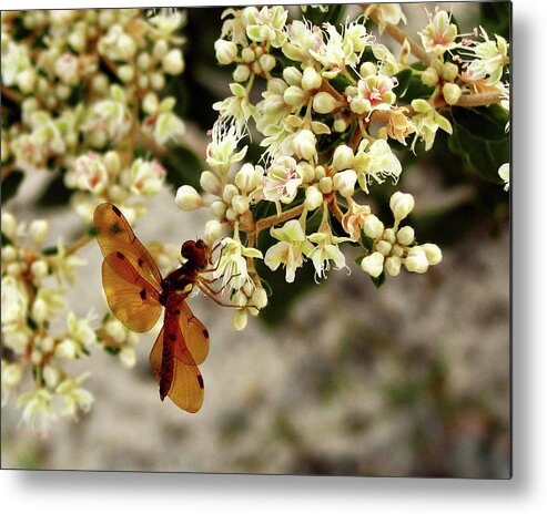Nature Metal Print featuring the photograph Eastern Amberwing on Wild Buckwheat by Peggy Urban