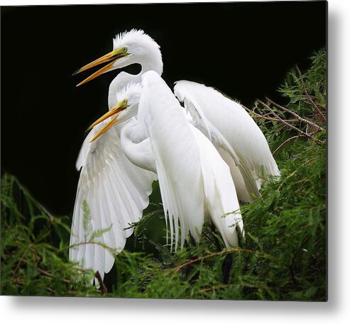 Great White Egret Metal Print featuring the photograph Egret Babies in the Nest by Paulette Thomas