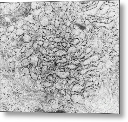 Eukaryote Metal Print featuring the photograph Endoplasmic Reticulum, Tem by Science Source