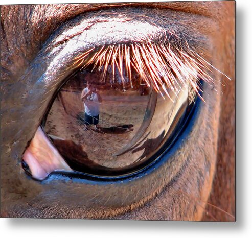 Horse Metal Print featuring the photograph Eye Of The Beholder by Rory Siegel