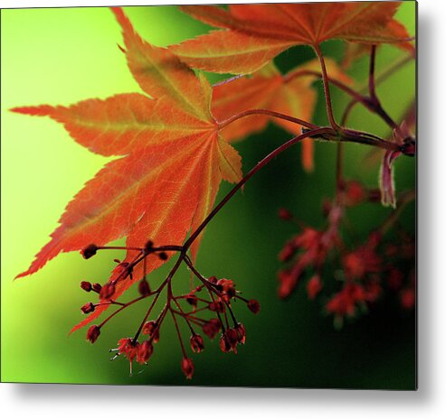 Nature Metal Print featuring the photograph Fall Leaves by Michelle Joseph-Long