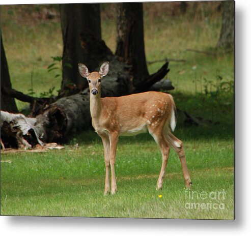 Deer Metal Print featuring the photograph Fawn by Grace Grogan