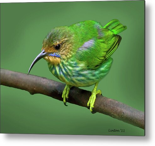 Purple Honeycreeper Metal Print featuring the photograph Female Purple Honeycreeper by Larry Linton