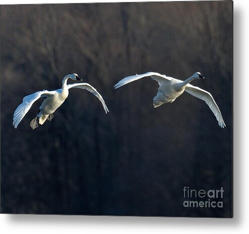 Swan Metal Print featuring the photograph Final Approach by Craig Leaper