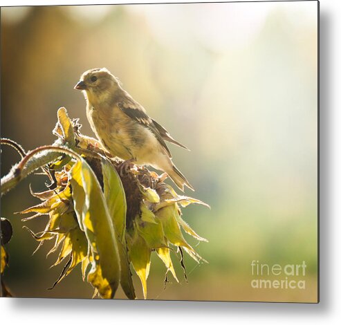 Goldfinch Metal Print featuring the photograph Finch Aglow by Cheryl Baxter