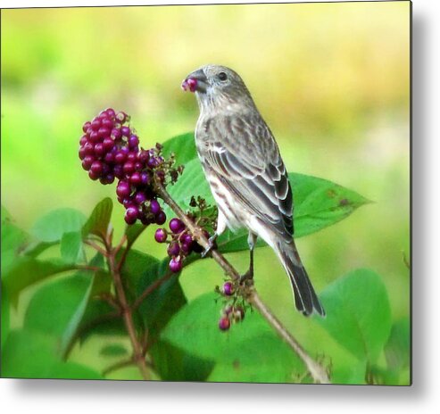 Nature Metal Print featuring the photograph Finch Eating Beautyberry by Peggy Urban