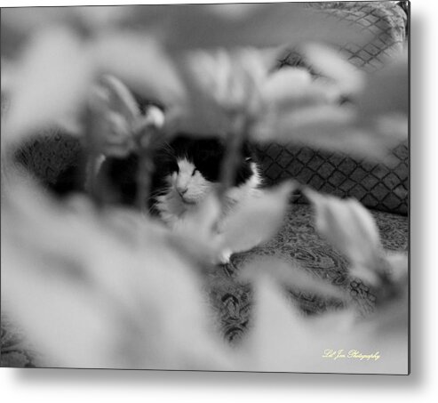 Cat Metal Print featuring the photograph Find The Kitty by Jeanette C Landstrom