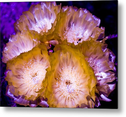 Flowers Metal Print featuring the photograph Flowers by Mickey Clausen