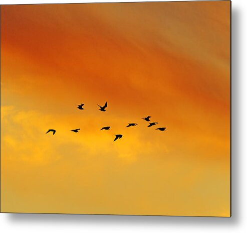 Ring-billed Gull Metal Print featuring the photograph Flying To The Roost by Tony Beck