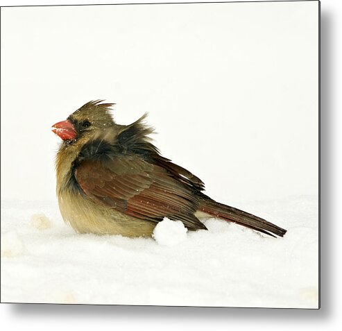 Storm Metal Print featuring the photograph Freezing Cardinal by Trudy Wilkerson