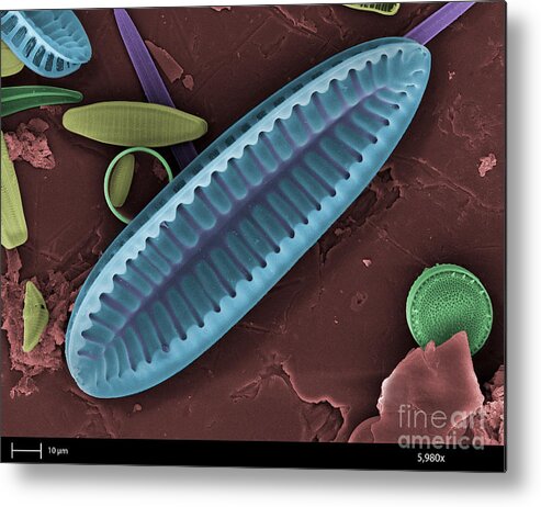 Nature Metal Print featuring the photograph Freshwater Diatom, Sem by Ted Kinsman