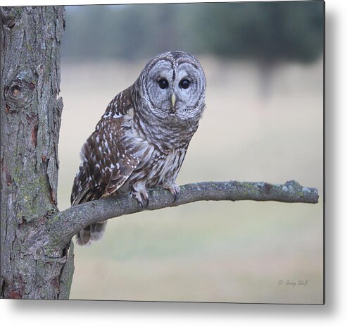 Nature Metal Print featuring the photograph Give A Hoot by Gerry Sibell