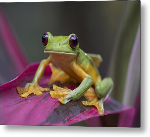 00176956 Metal Print featuring the photograph Gliding Leaf Frog Portrait Costa Rica by Tim Fitzharris