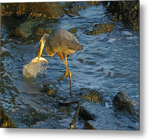 Feeding Metal Print featuring the photograph Gotcha by Brian Wright