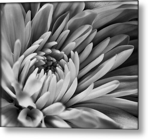 Dahlia Metal Print featuring the photograph Grace by Eunice Gibb