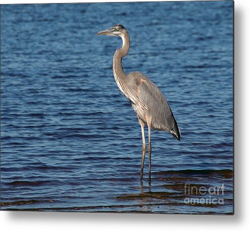 Great Blue Heron Metal Print featuring the photograph Great Blue Heron by Art Whitton