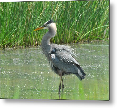 Great Blue Heron Metal Print featuring the photograph Great Blue Heron by Paul Ward