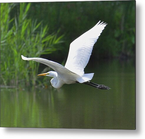 Great Egret Metal Print featuring the photograph Great Egret  by Rodney Campbell