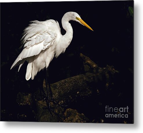Great Egret Metal Print featuring the photograph Great Egret Ruffles His Feathers by Art Whitton