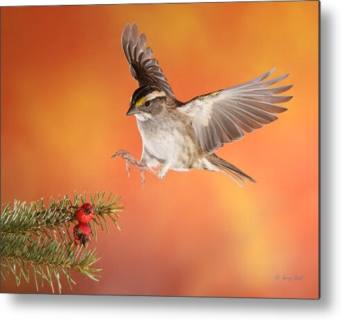Nature Metal Print featuring the photograph Here I Come by Gerry Sibell