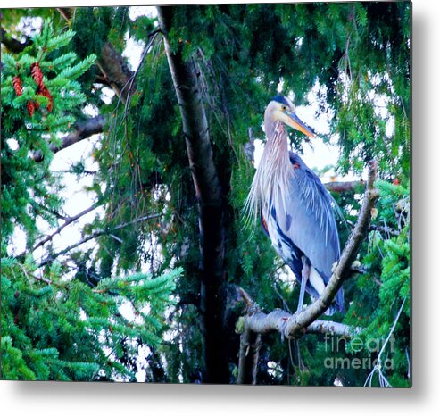 Great Blue Heron Metal Print featuring the photograph Heron by Tap On Photo