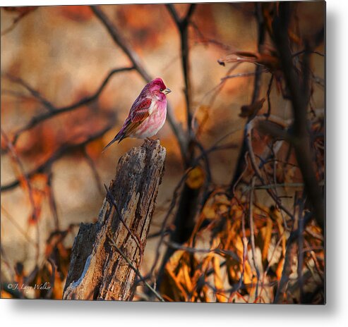 J Larry Walker Metal Print featuring the digital art House Finch High And Lifted Up by J Larry Walker