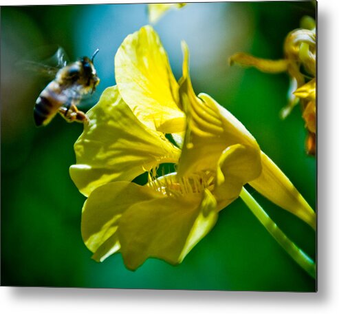 Flower Metal Print featuring the photograph Hovering by Mickey Clausen