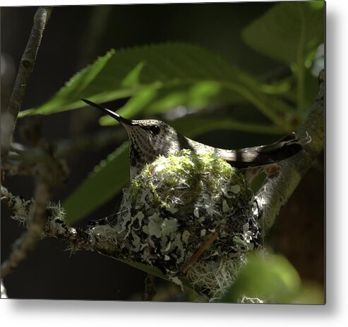 Hummingbird Metal Print featuring the photograph Hummingbird on nest by Betty Depee
