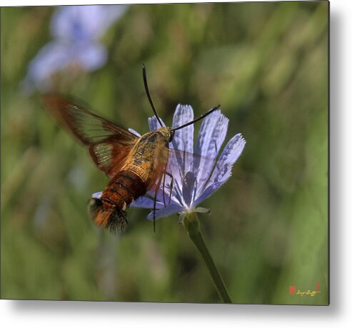 Nature Metal Print featuring the photograph Hummingbird or Clearwing Moth DIN137 by Gerry Gantt