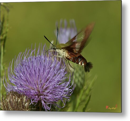 Nature Metal Print featuring the photograph Hummingbird or Clearwing Moth DIN178 by Gerry Gantt