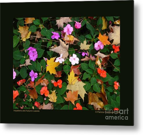 Abstract Metal Print featuring the photograph Impatiens and Autumn Leaves by Patricia Overmoyer