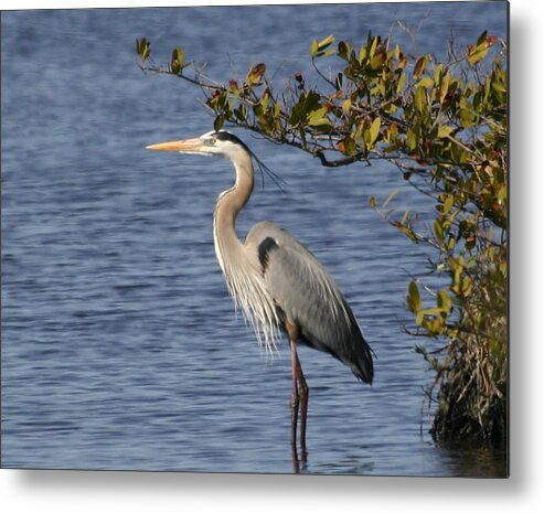  Metal Print featuring the photograph Just Need A Little Shade by Jeanne Andrews
