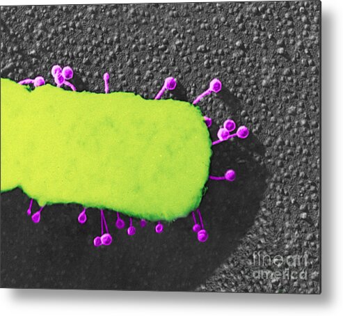 Bacteria Metal Print featuring the photograph Lambda Phage On E. Coli by Science Source