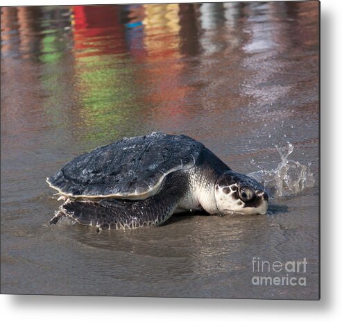 Sea Turtle Metal Print featuring the photograph Laurel the Sea Turtle by Susan Cliett