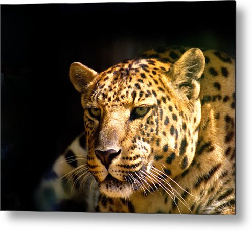 Leopard Metal Print featuring the photograph Leopard by Suanne Forster