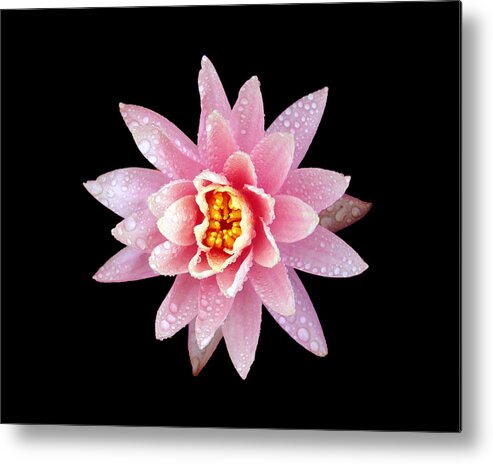 Lily Metal Print featuring the photograph Lily on Black by Bill Barber