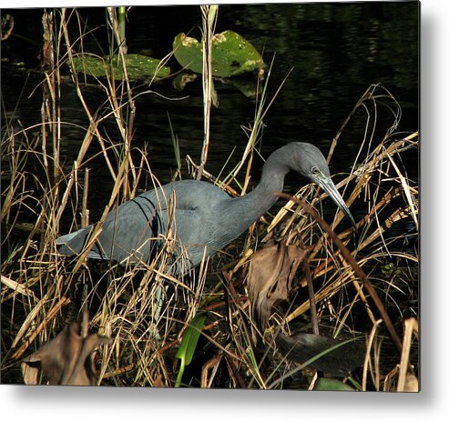 Nature Metal Print featuring the photograph Little Blue Heron by Peggy Urban