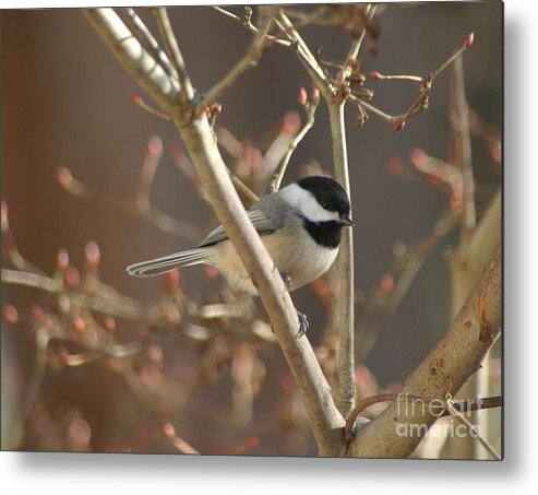 Birds Metal Print featuring the photograph Little One by Living Color Photography Lorraine Lynch