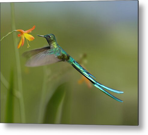 00486961 Metal Print featuring the photograph Long Tailed Sylph Feeding On Flower by Tim Fitzharris