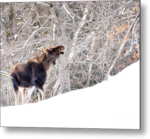 Moose Metal Print featuring the photograph Looking for Supper by Cheryl Baxter