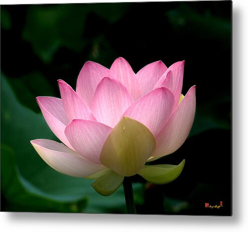 Nature Metal Print featuring the photograph Lotus Beauty--Blushing DL003 by Gerry Gantt