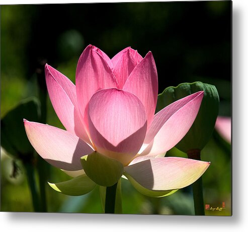 Nature Metal Print featuring the photograph Lotus Beauty--Radiant Beauty DL011 by Gerry Gantt