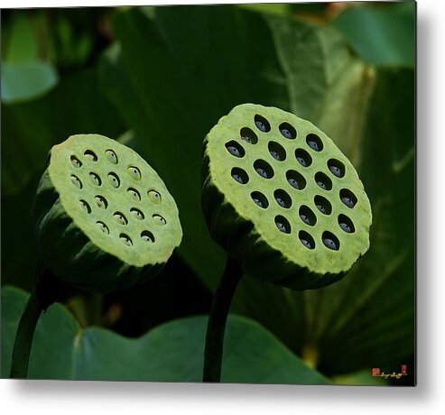 Nature Metal Print featuring the photograph Lotus Capsules-Sun Worshipers DL052 by Gerry Gantt