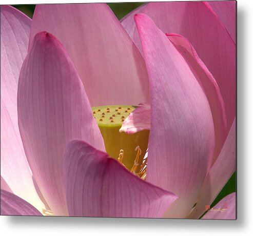 Nature Metal Print featuring the photograph Lotus--Center of Being i DL022 by Gerry Gantt