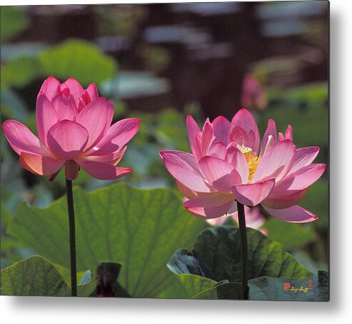 Nature Metal Print featuring the photograph Lotus Pair 24M by Gerry Gantt