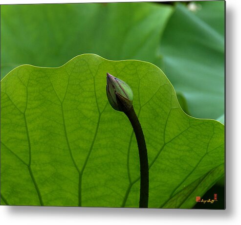 Nature Metal Print featuring the photograph Lotus-Sheltering the Future DL032 by Gerry Gantt