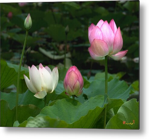 Nature Metal Print featuring the photograph Lotus--Stages of Life ii DL024 by Gerry Gantt