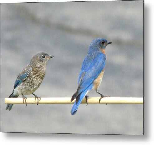 Male Bluebird In Full Blue Metal Print featuring the photograph Male and Female Bluebirds on a Perch by Betty Pieper